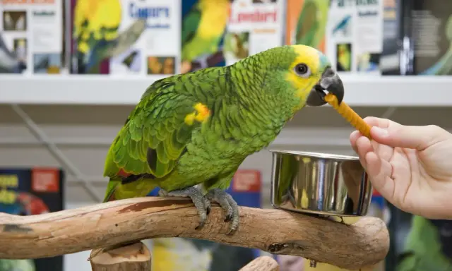 Un pappagallo verde e giallo mangia un bastoncino di cibo per pappagalli offerto da una mano.
