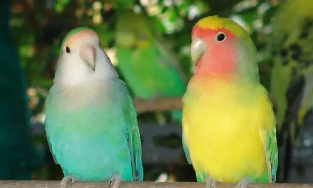 Due inseparabili, uno verde acqua e bianco, l'altro giallo e rosa, posano su un ramo. Un'immagine che celebra l'allevamento inseparabili.