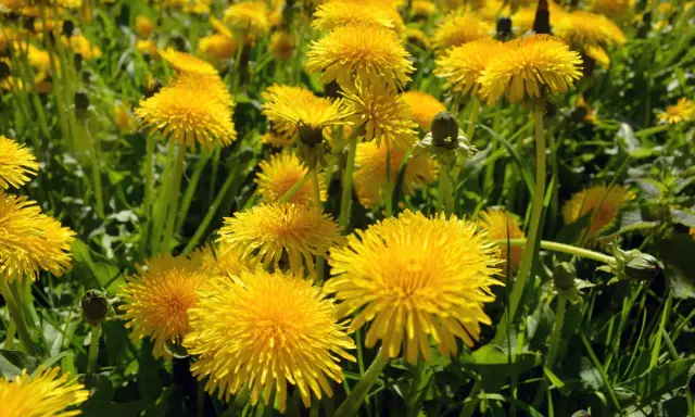 Un campo di tarassaco in piena fioritura, con i suoi vivaci fiori gialli che si stagliano tra le foglie verdi.