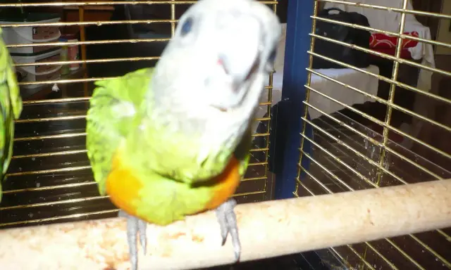 Un pappagallo Poicephalus senegalus, con piumaggio verde e petto arancione, guarda curioso dalla sua gabbia.