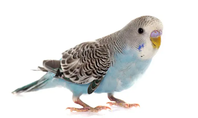Un adorabile parrocchetto ondulato femmina, con piumaggio azzurro e grigio, posa su sfondo bianco.