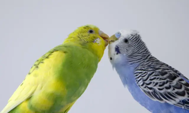 Due cocorite, una gialla e verde, l'altra blu e bianca, si scambiano un tenero bacio.