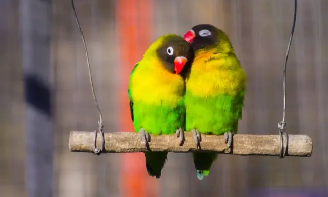 Due inseparabili, uno appoggiato all'altro, con piumaggio giallo e verde. Speriamo non soffrano di malattie pappagalli inseparabili.
