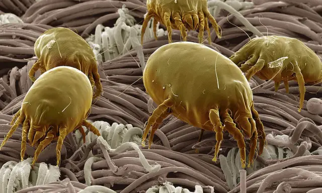 Acari cocorite, minuscoli abitanti del nostro ambiente, si muovono tra le fibre di un tessuto, invisibili a occhio nudo.