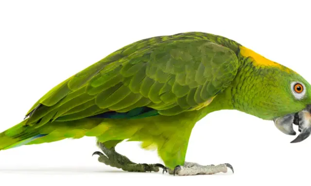 Pappagallo verde con macchie gialle sulla testa, zampe artigliate e becco ricurvo. Potrebbe essere affetto da circovirus pappagalli.