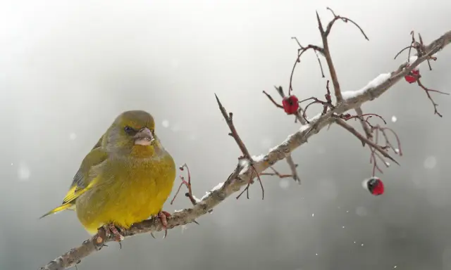 Un verdone, uno dei tanti uccelli che sfidano il freddo, si posa su un ramo innevato, con bacche rosse come unico nutrimento.