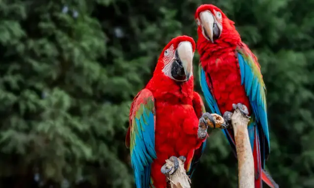 Due ara ararauna, con piume rosse, blu e verdi, si posano su un ramo. Uno tiene una noce tra gli artigli.