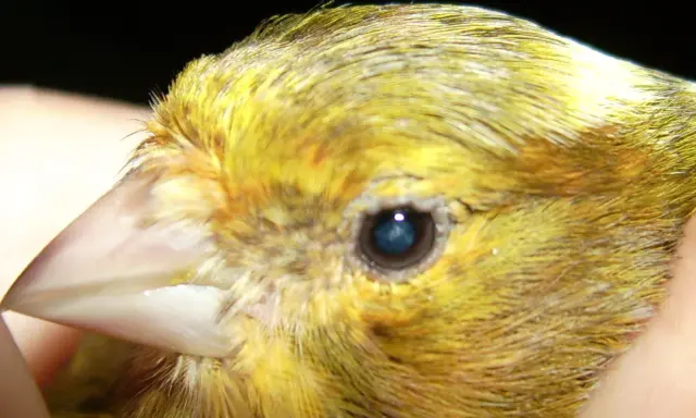 Primo piano del becco e dell'occhio di un canarino giallo, utile per identificare malattie dei canarini immagini.