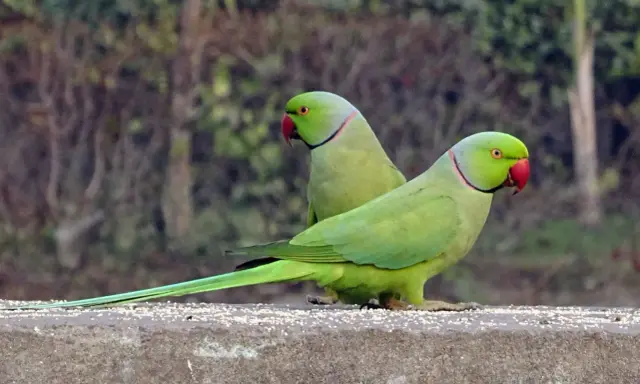 Due parrocchetti dal collare parlano tra loro, con becchi rossi e piume verdi brillanti.