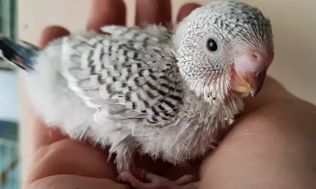 Una tenera cocorita grigia, con piume soffici e striature scure, riposa su una mano.