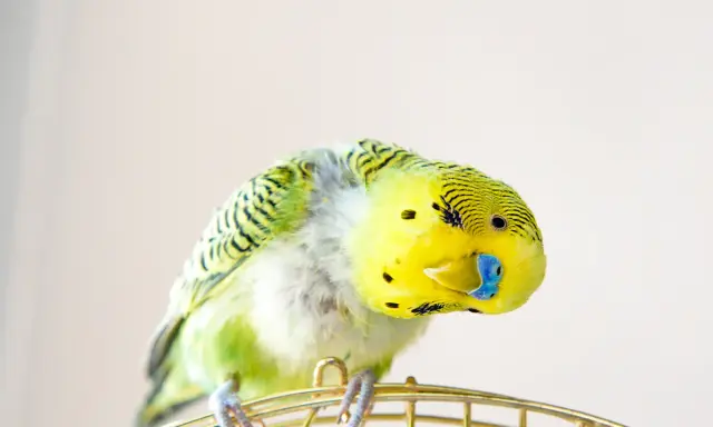 Un pappagallo verde e giallo si gratta con la zampa, perdendo qualche piuma.