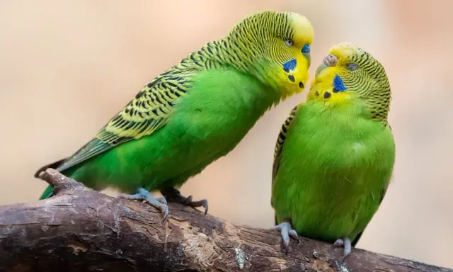 Due uccelli da voliera esterna, pappagallini verdi, si scambiano un tenero sguardo su un ramo.