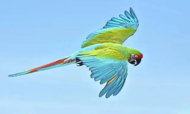Un magnifico ara militare con piume verdi, blu e rosse vola libero nel cielo azzurro.