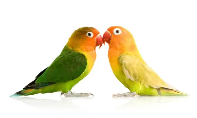 Due inseparabili pappagallini si guardano. Scopri come capire se un pappagallo è maschio o femmina osservando i loro colori vivaci.