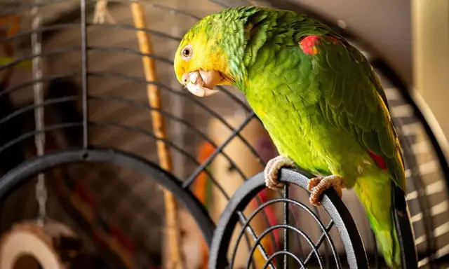 Pappagallo verde con testa gialla appollaiato sulla gabbia. Chissà come si chiama il verso del pappagallo?