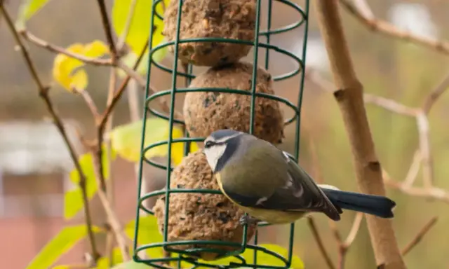 Un pettirosso blu si posa su un mangiatoia verde, pronto ad assaggiare le palline di grasso.