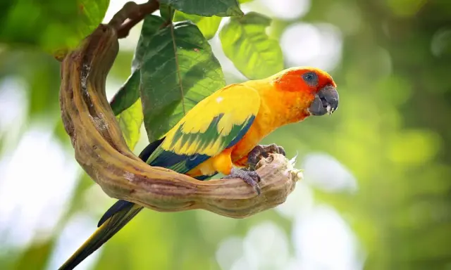 Un conuro del sole parla, appollaiato su un ramo contorto. Il suo piumaggio giallo e arancione risplende tra le foglie verdi.