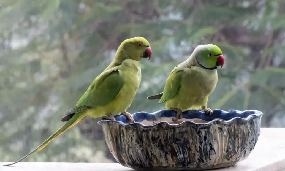 Due pappagalli verdi, uno con la coda lunga, siedono in una ciotola decorata. Sembrano un pappagallo senza piume per la loro pelle liscia.