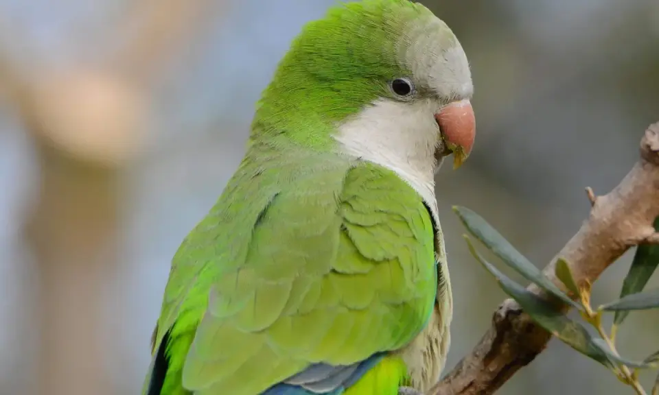 Parrocchetto monaco dai vivaci colori verdi e grigi, con un becco arancione, appollaiato su un ramo.