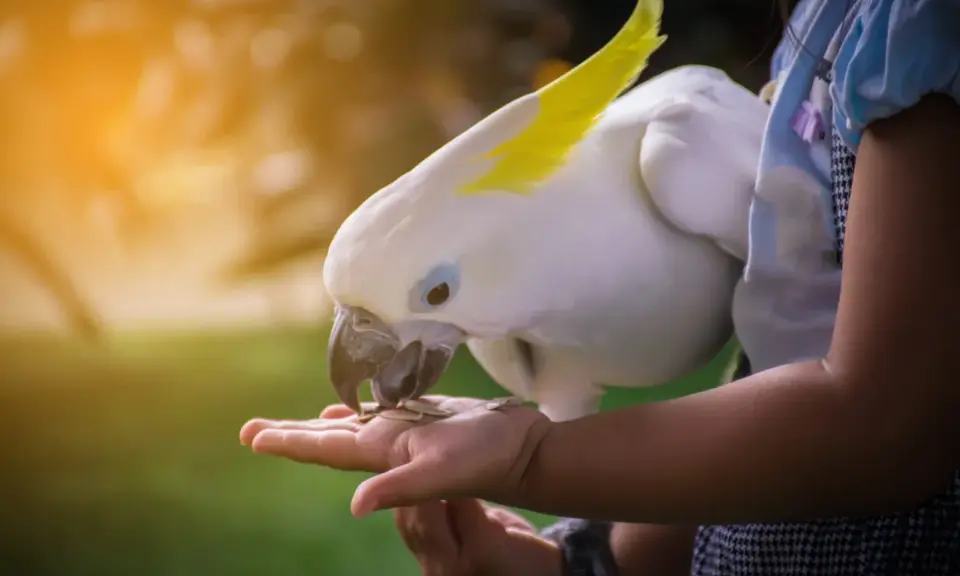 Un candido cacatua con cresta gialla mangia semi dalla mano di una bambina. Momenti di tenerezza con questi pappagalli divertenti.