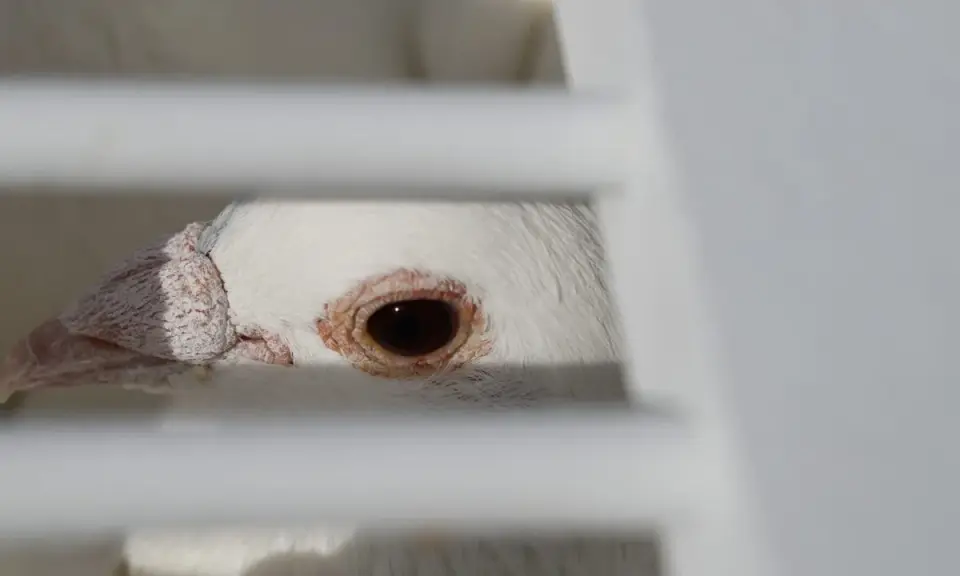 Occhio di un piccione bianco, forse affetto da pidocchi degli uccelli, dietro le sbarre di una gabbia.