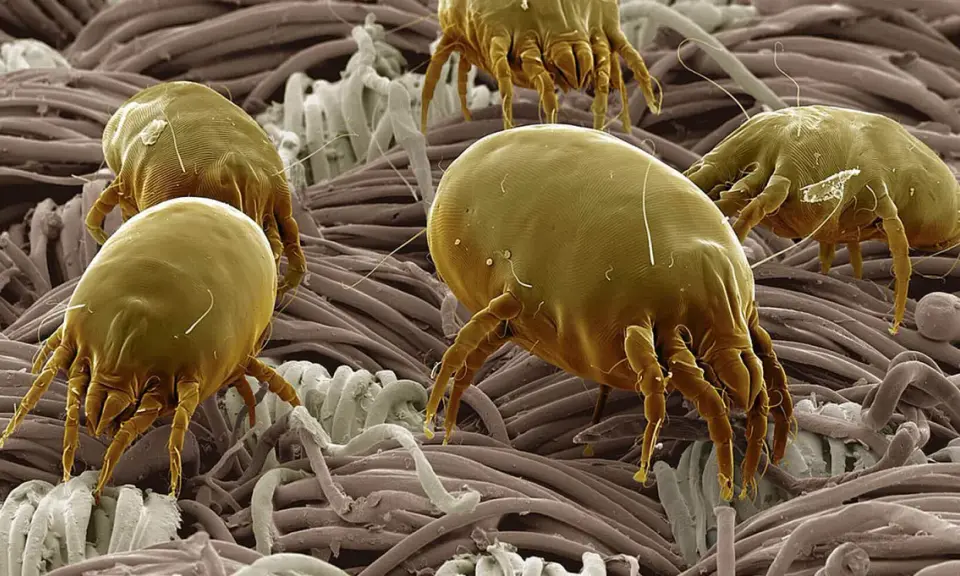 Acari cocorite, minuscoli abitanti del nostro ambiente, si muovono tra le fibre di un tessuto, invisibili a occhio nudo.