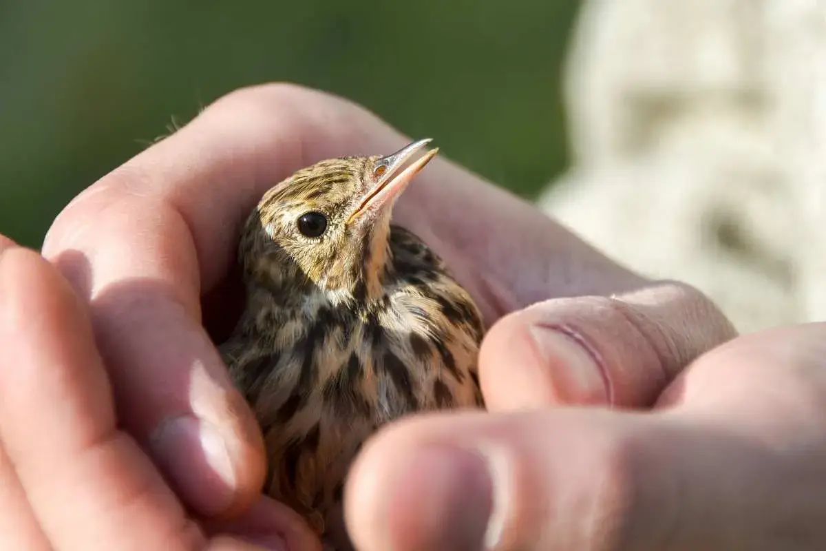 Un piccolo uccellino tenuto tra le mani, con il becco aperto, sembra chiedere "perché il pappagallo muove la testa su e giù?".