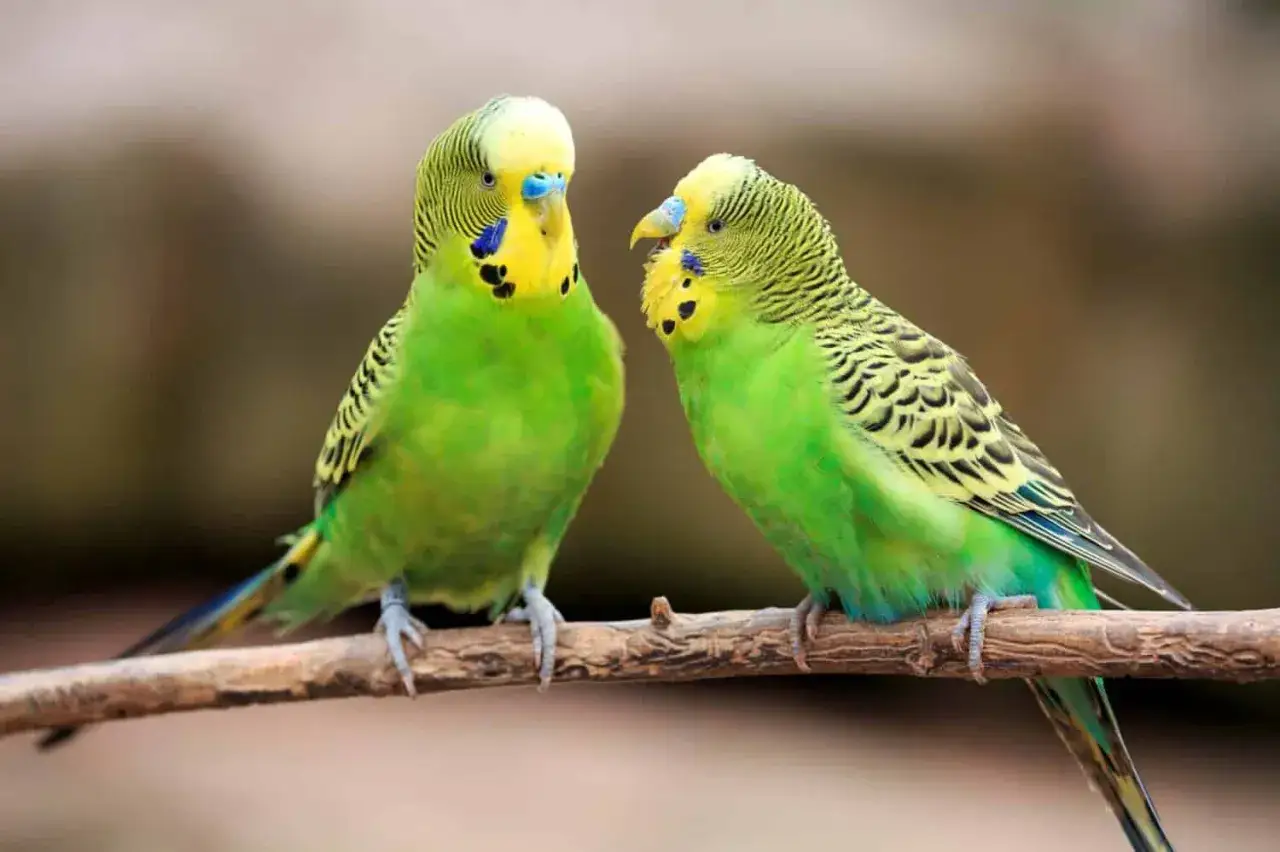 Due pappagallini verdi, noti per essere tra i pappagalli che parlano, si guardano su un ramo.