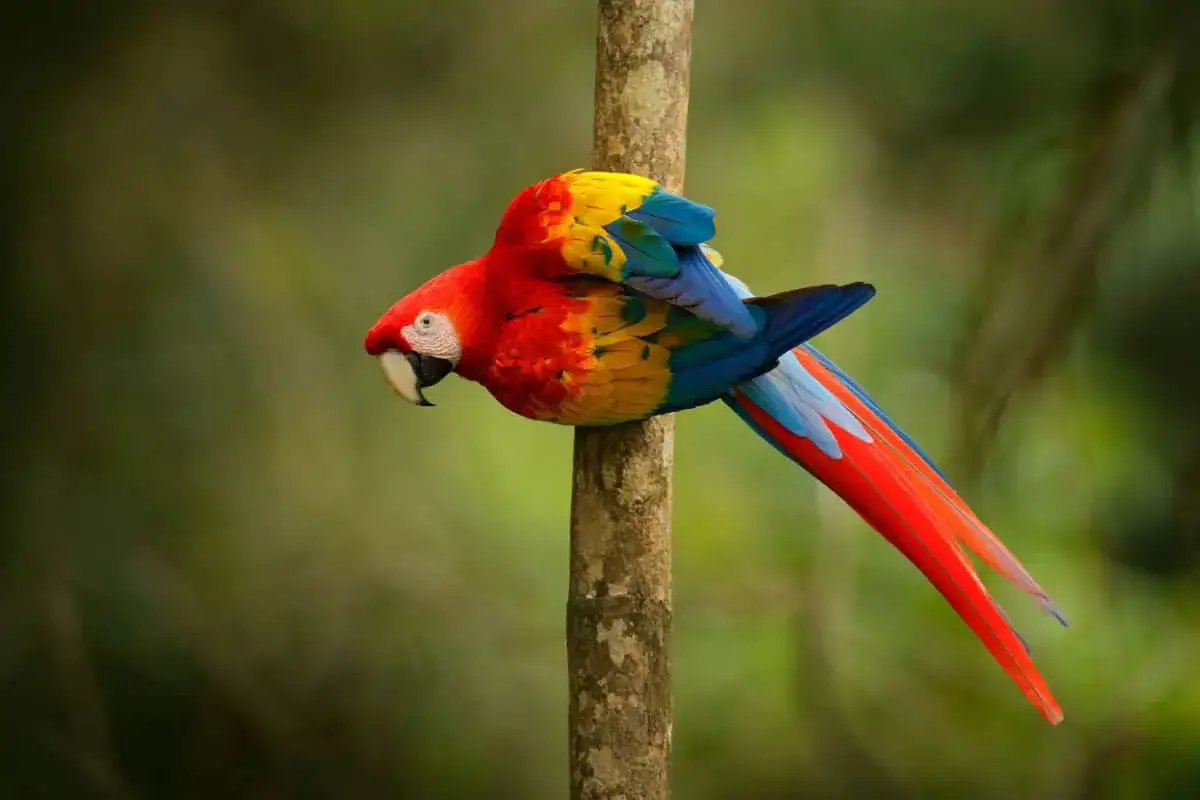 Un pappagallo rosella, con piume rosse, gialle e blu, si aggrappa a un tronco. Sembra pronto a parlare.