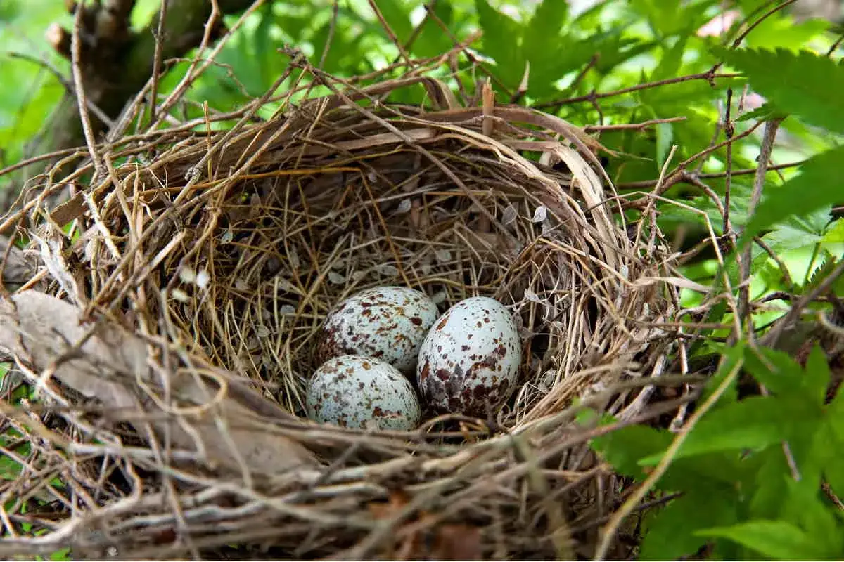 Nido di uccelli con tre uova di uccelli piccoli macchiate, tra rami e foglie verdi.