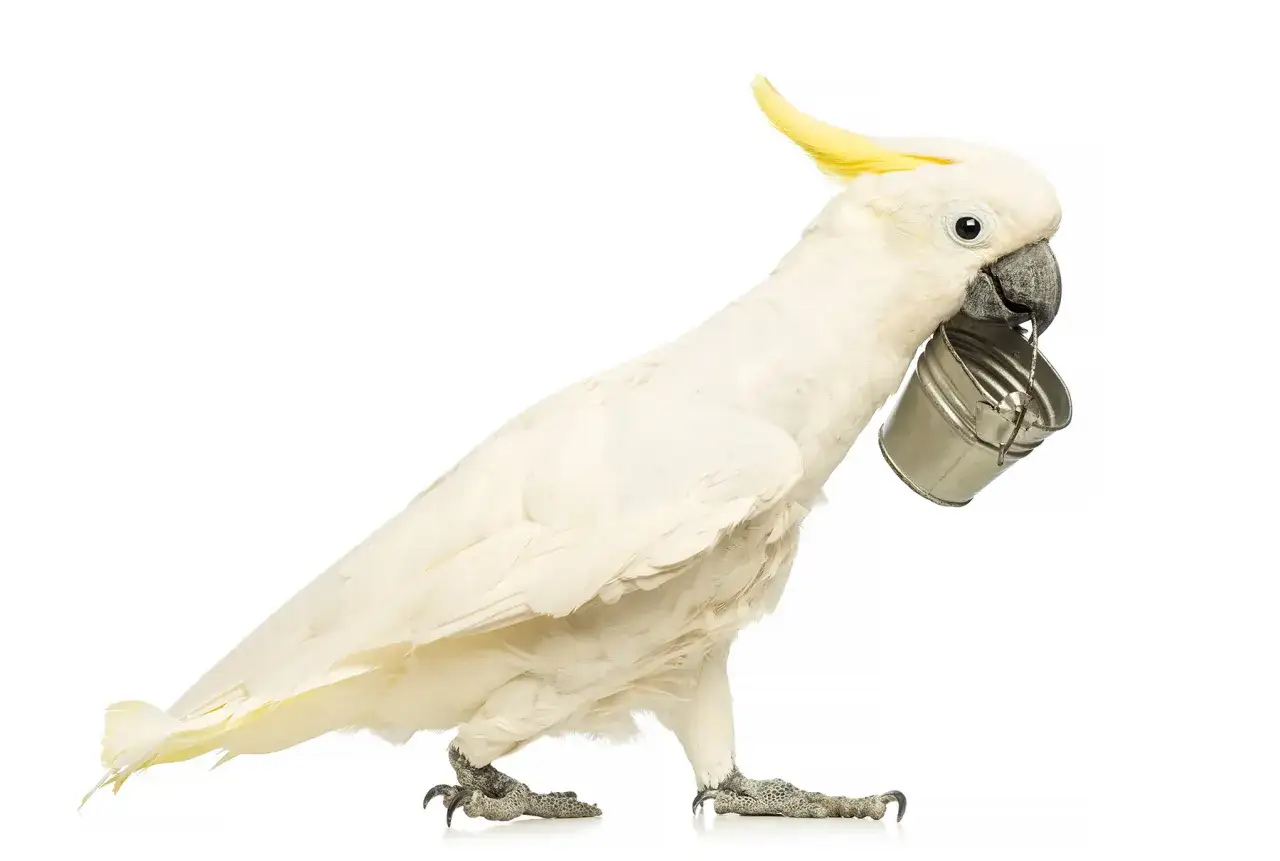 Un cacatua dal carattere vivace porta un secchiello in metallo con il becco, pronto per una nuova avventura.