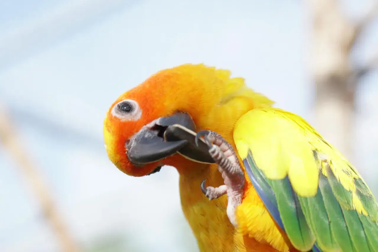 Pappagallo arancione e giallo mangia semi di girasole neri con il suo becco.