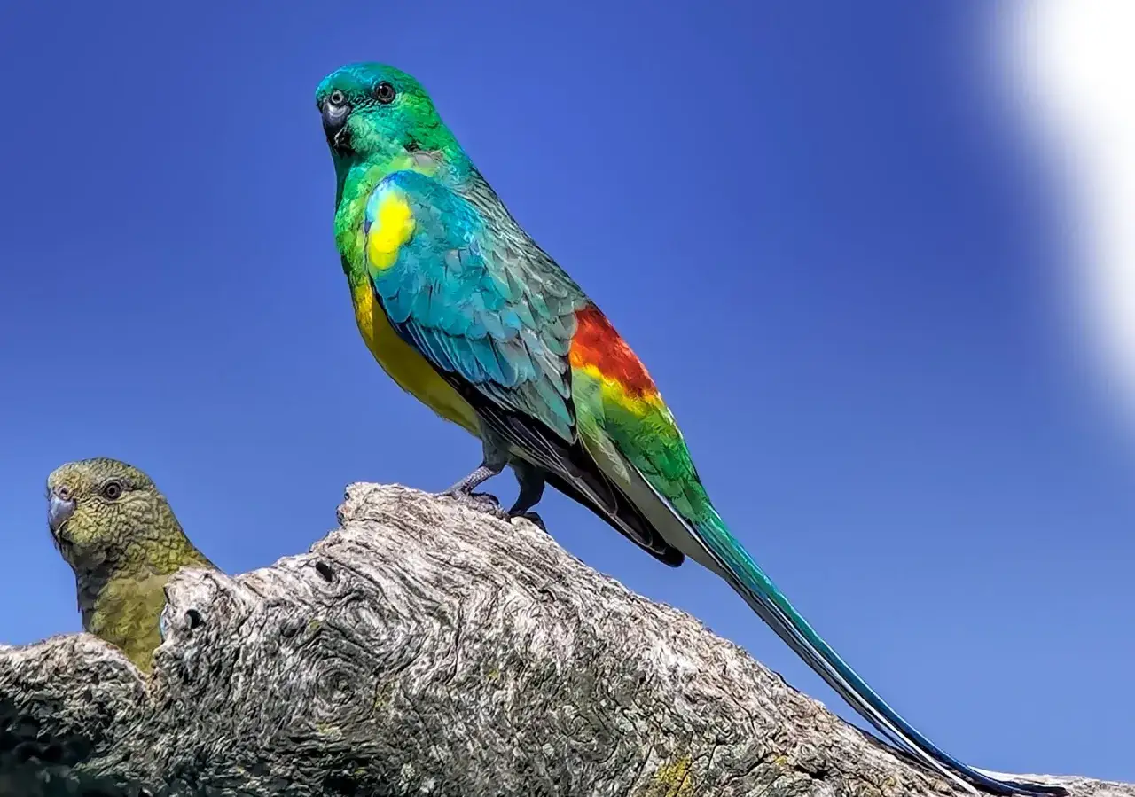 Un magnifico parrocchetto dal groppone rosso, con piumaggio verde, blu e giallo, posa su un ramo. Accanto, un altro pappagallo più piccolo.