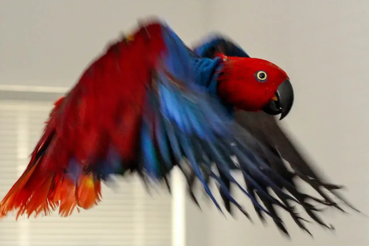 Pappagallo con piume rosse e blu in volo, sembra un pappagallo intossicato per i colori vivaci e il movimento sfocato.