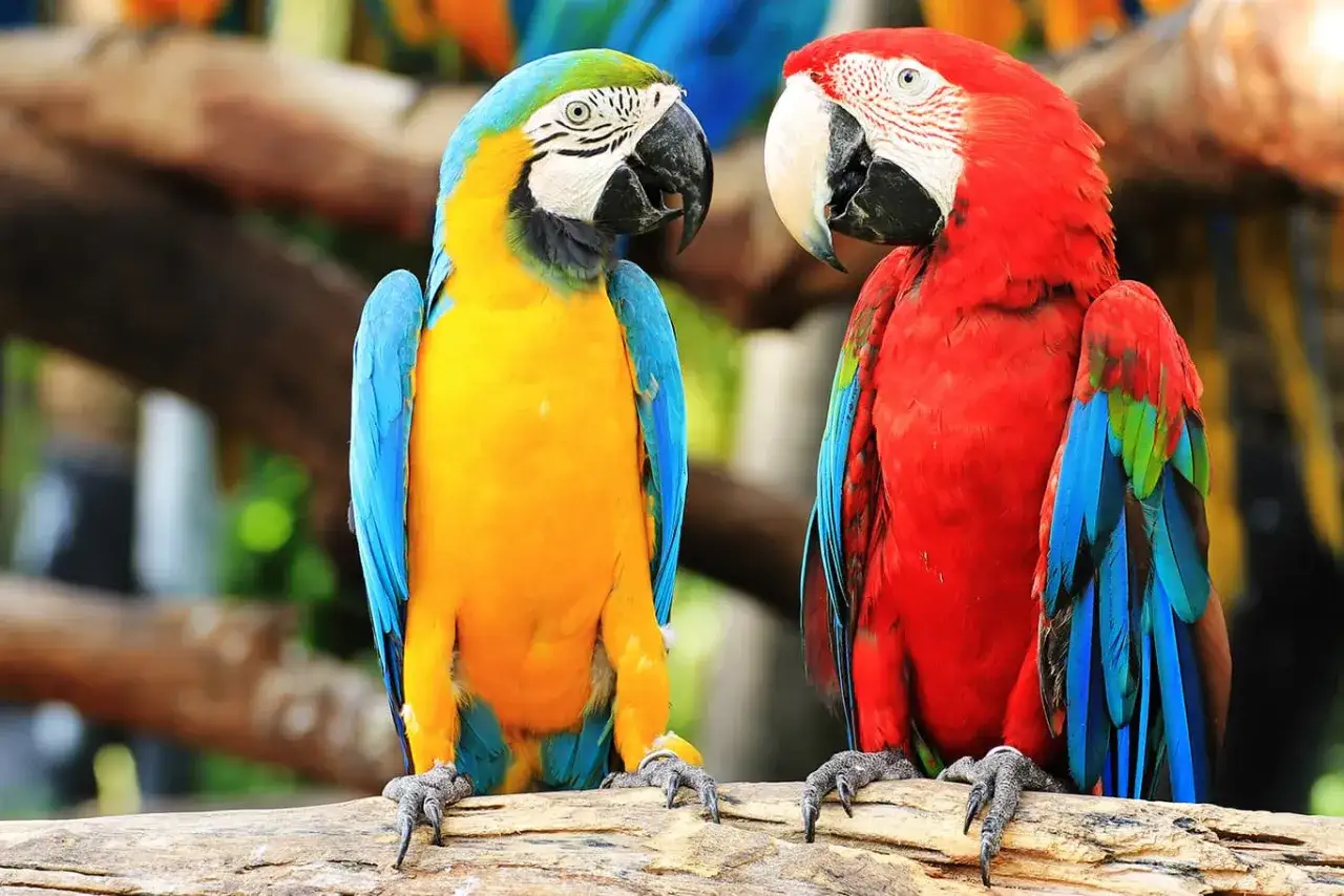 Due pappagalli ara, uno blu e giallo, l'altro rosso, si guardano. Chissà quanto vive un pappagallo ara, ma questi sembrano pronti a lunghe conversazioni.