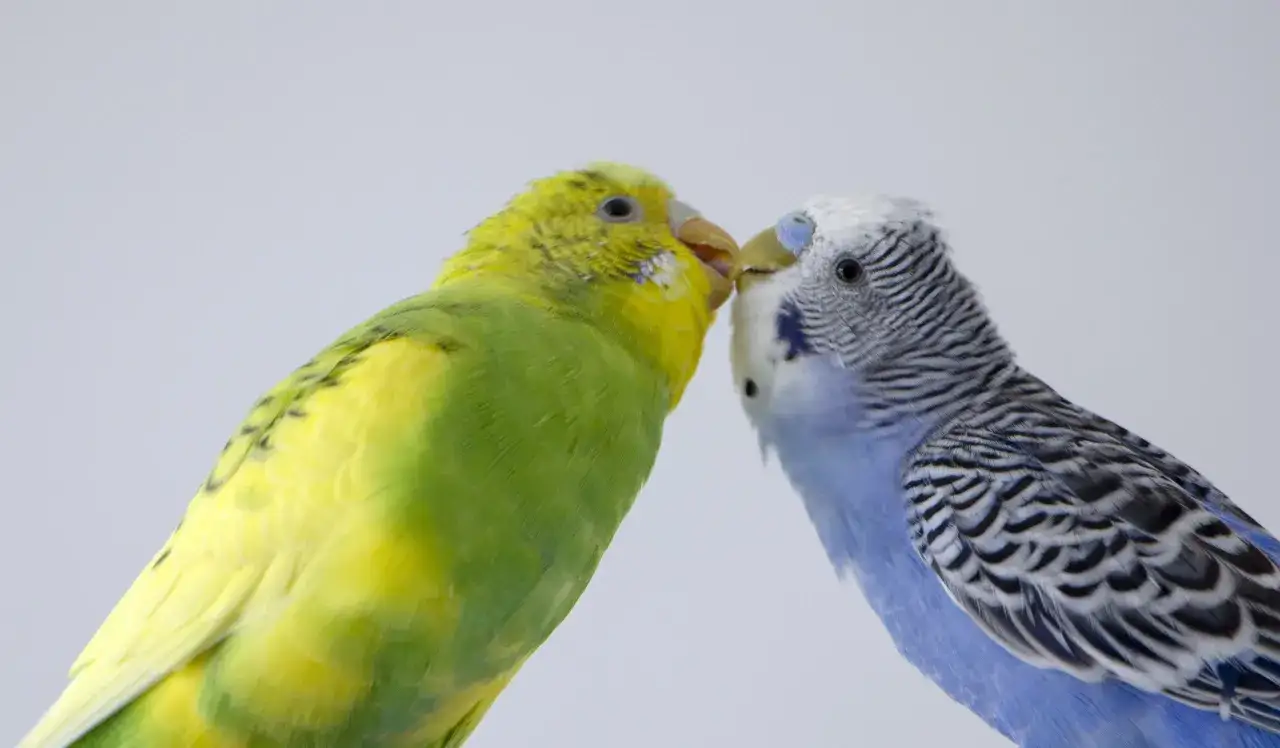 Due cocorite, una gialla e verde, l'altra blu e bianca, si scambiano un tenero bacio.