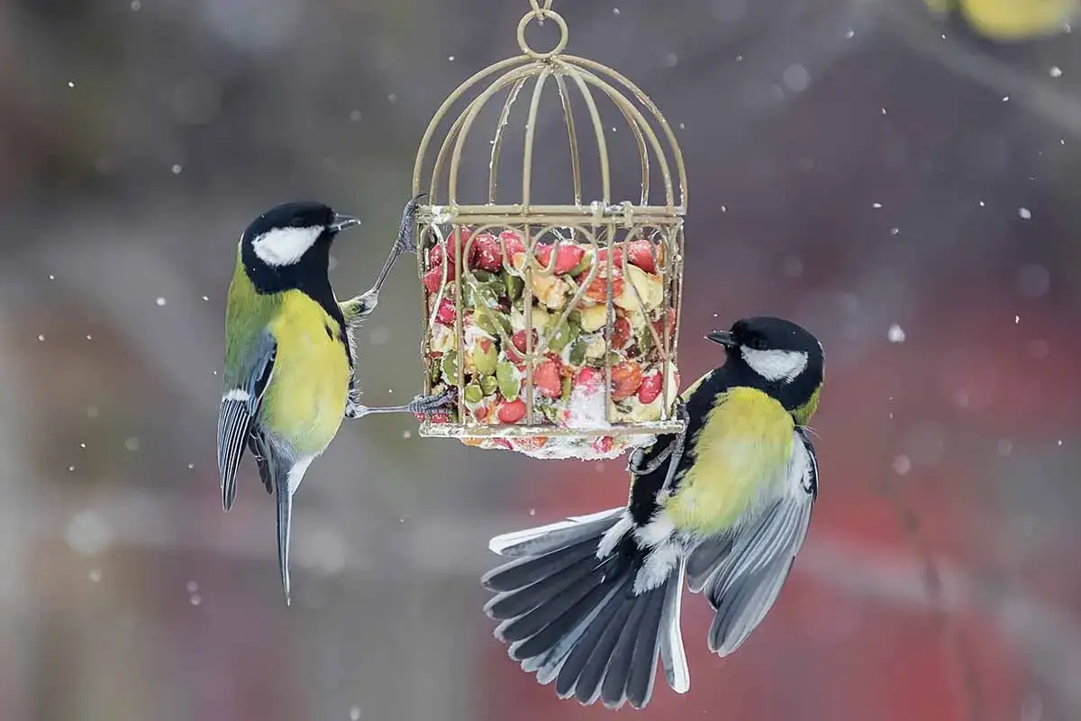 Due cince si nutrono da una mangiatoia a forma di gabbia, piena di semi per uccelli selvatici e bacche rosse, mentre cade la neve.