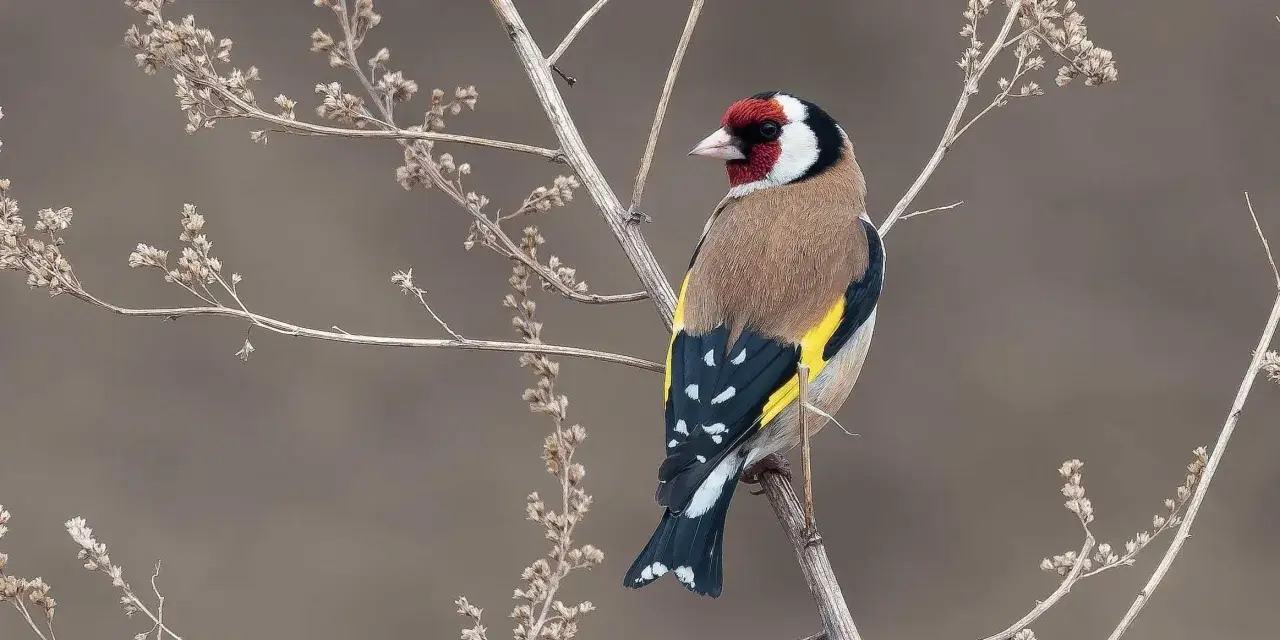 Cardellino femmina posato su un ramo secco, con il suo canto che risuona nella quiete.