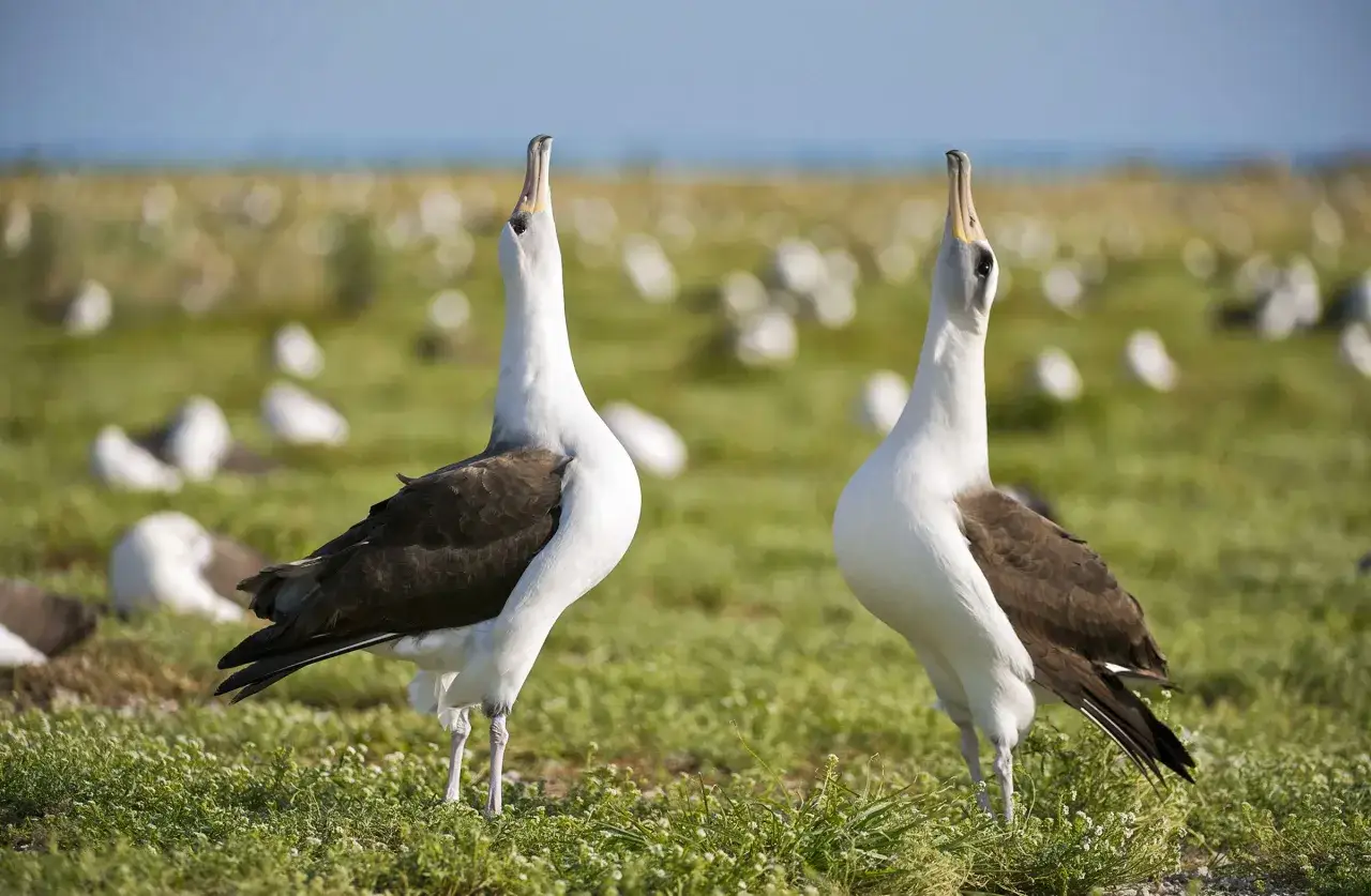 Due albatros in un prato erboso, con i becchi rivolti verso l'alto, sembrano impegnati in un rituale di accoppiamento uccelli.