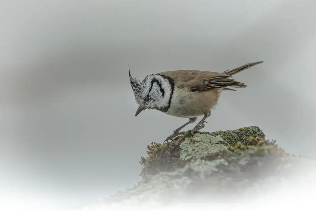 Un uccello insettivoro con cresta, un fringuello, si posa su un ramo muschioso, cercando cibo.
