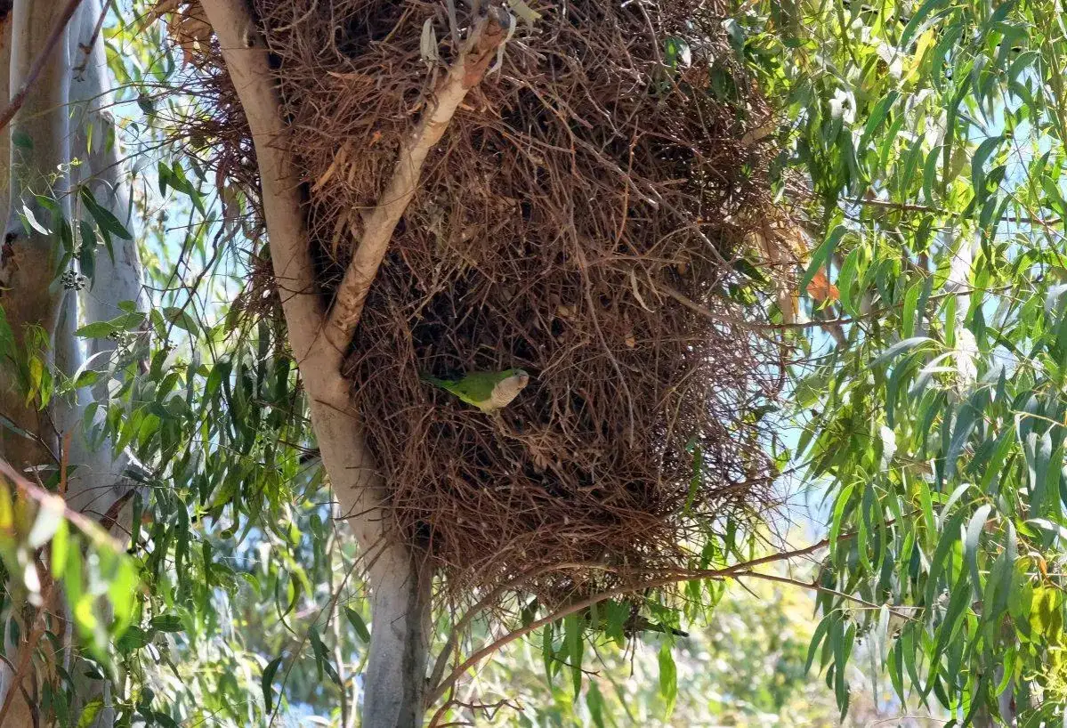 Un parrocchetto monaco in calore si riposa nel suo grande nido intrecciato tra i rami di un albero.