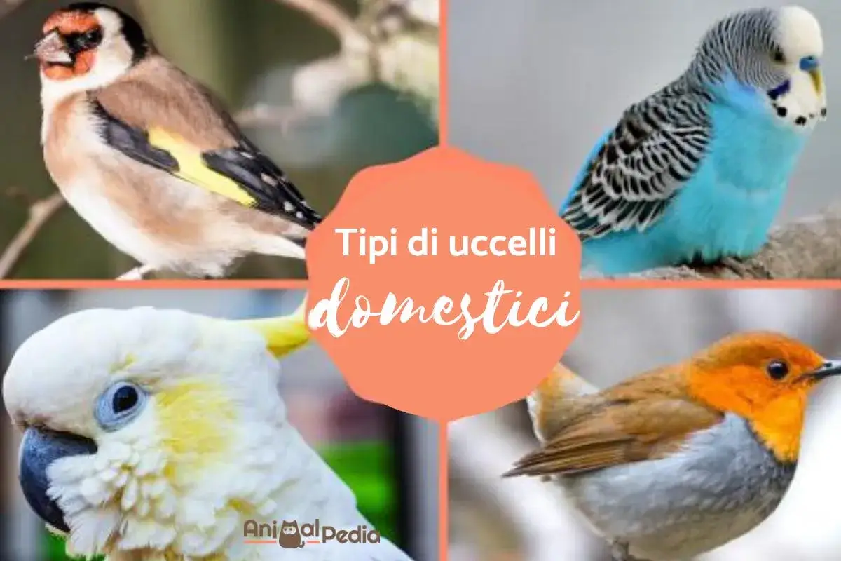 Varietà di uccelli da tenere in casa: cardellino, parrocchetto, cacatua e pettirosso.