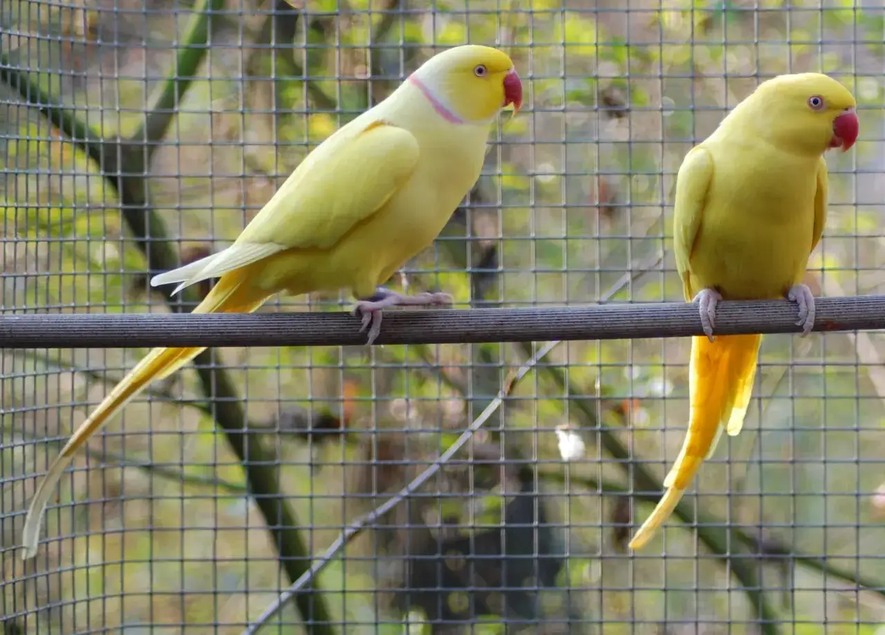 Due parrocchetti dal collare giallo, uno di profilo e l'altro di spalle, riposano su un posatoio davanti a una rete.