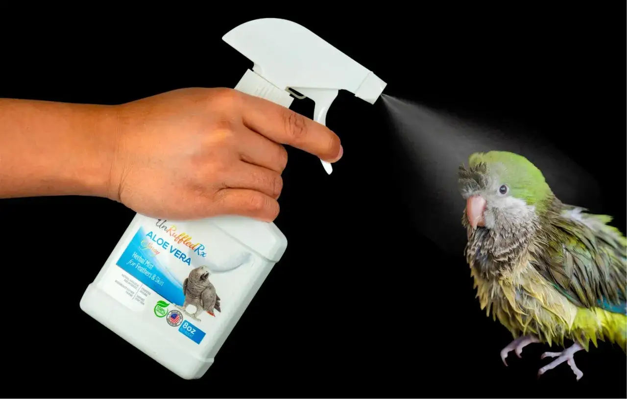 Mano spruzza UnRuffledRx Aloe Vera Spray su un pappagallo bagnato. Scopri come usarlo per piume e pelle sane.