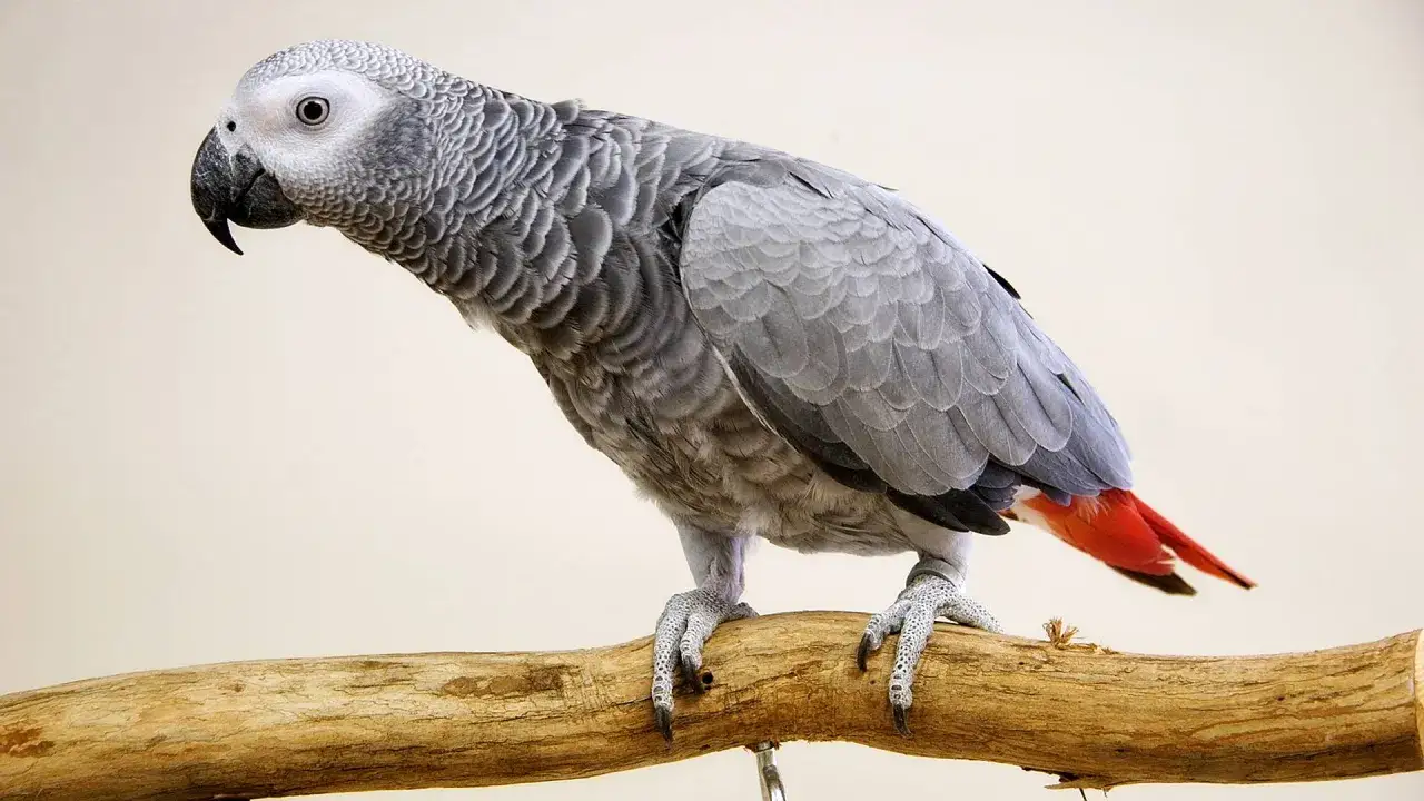 Un pappagallo cenerino con coda rossa, seduto su un ramo. Chissà come fa il pappagallo a parlare, forse imitando i suoni che sente.