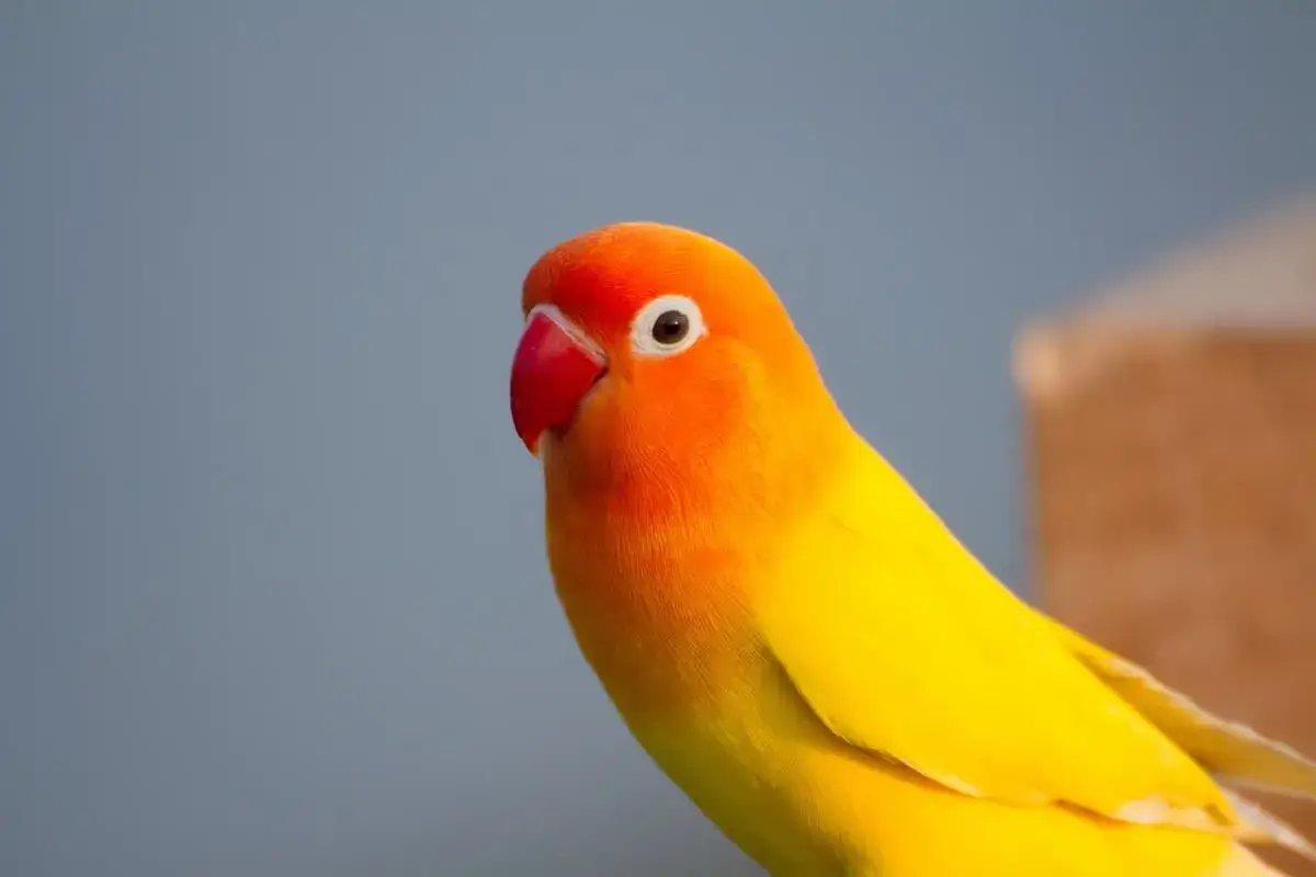 Un pappagallo silenzioso, con piume arancioni e gialle brillanti, osserva con attenzione.