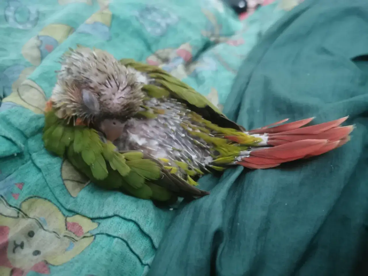 Un piccolo pappagallo verde e rosso dorme raggomitolato, con le piume ancora umide da una recente pappa.