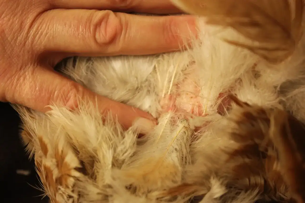 Dito si vede un'area arrossata sotto le piume di un uccello, dove potrebbero esserci pidocchi degli uccelli.