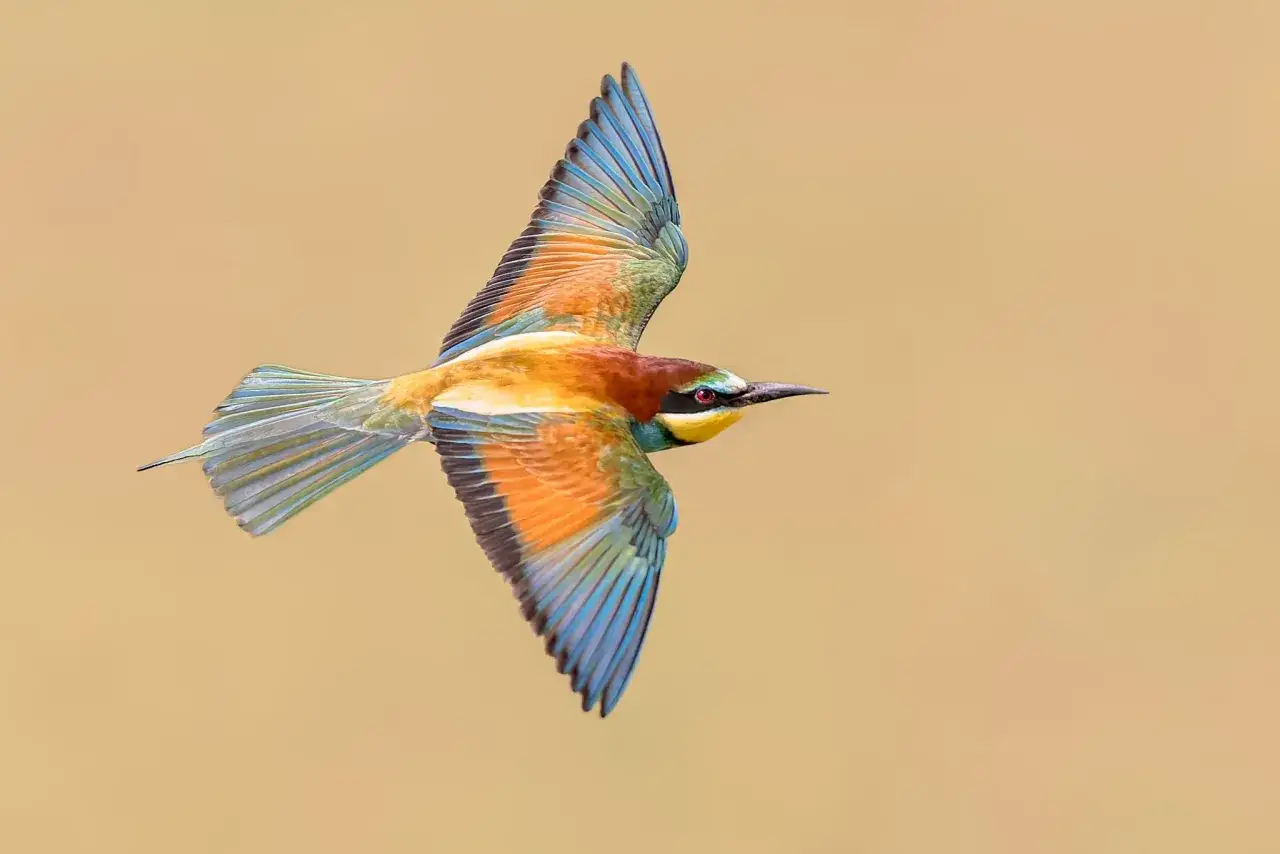 Un coloratissimo gruccione, un insettivoro dal volo agile, sfreccia nel cielo con le ali spiegate, mostrando le sfumature blu e arancio.