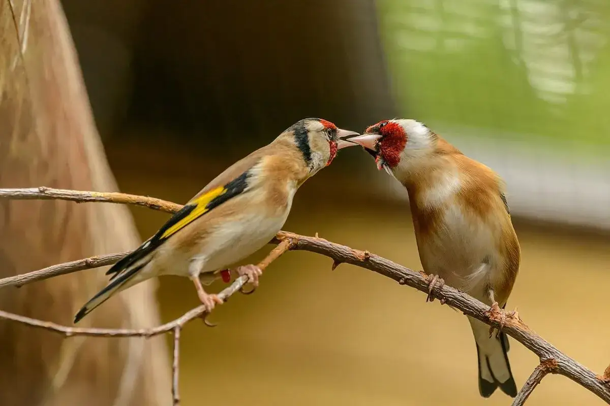 Due cardellini si scambiano un tenero bacio, un momento di pace che ricorda come calmare i cardellini.